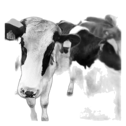 animal, food, face, mask transparent PNG cut-out