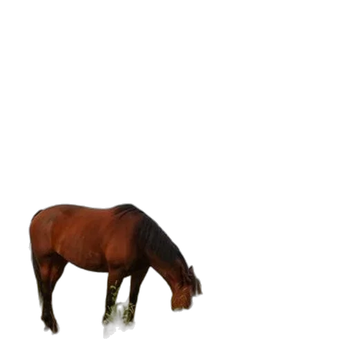 animal, creature, hair, food transparent PNG cut-out