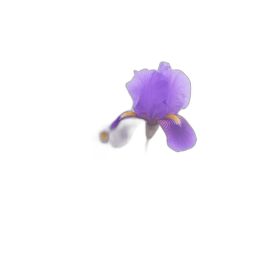 flower, umbrella, weapon, jewelry transparent PNG cut-out