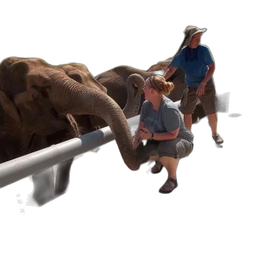 animal, weapon, staff, creature transparent PNG cut-out