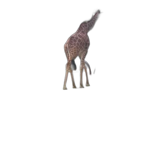 animal, creature, dragon, hat transparent PNG cut-out