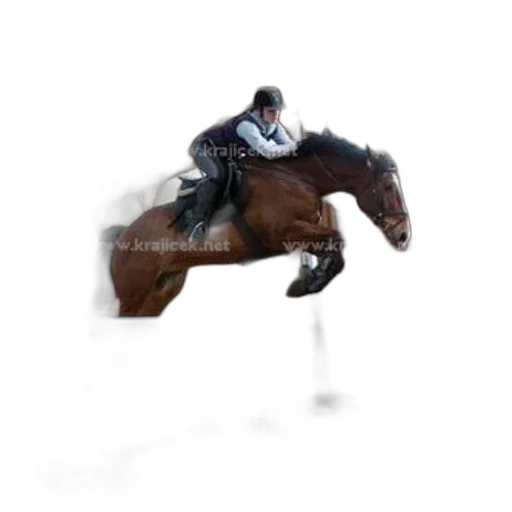 animal, creature, photorealistic, oil painting transparent PNG cut-out