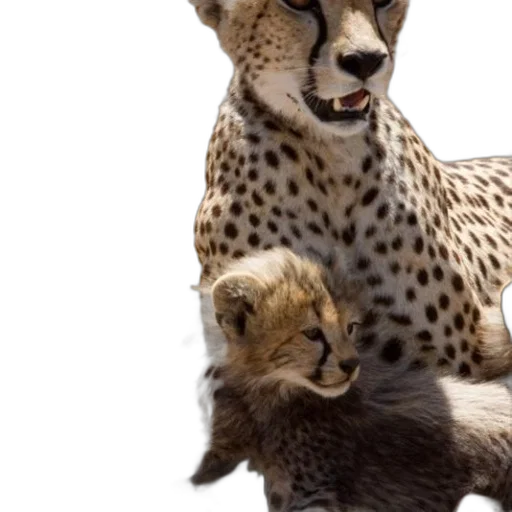 animal, jewelry, photorealistic, concept art transparent PNG cut-out