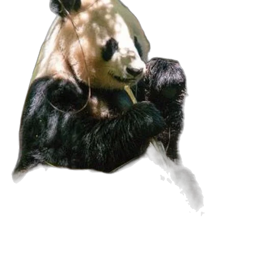 animal, mask, creature, staff transparent PNG cut-out