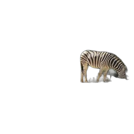 animal, creature, hair, weapon transparent PNG cut-out