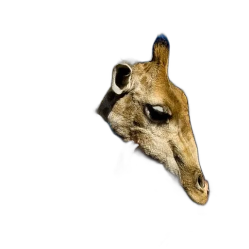 mask, animal, jewelry, face transparent PNG cut-out