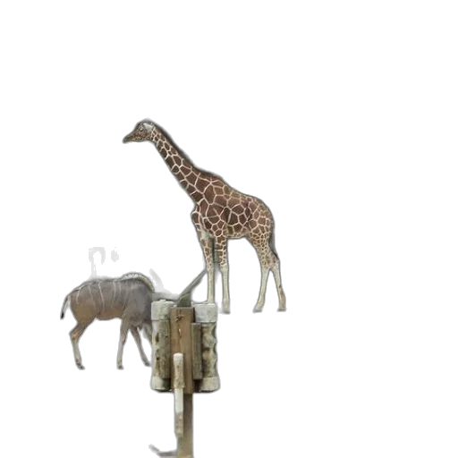 animal, furniture, weapon, staff transparent PNG cut-out