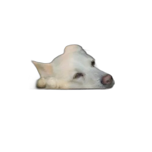 animal, creature, face, staff transparent PNG cut-out