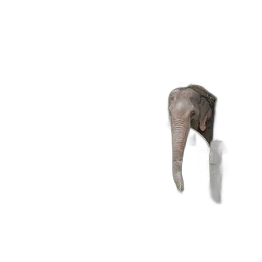 umbrella, animal, creature, shoes transparent PNG cut-out
