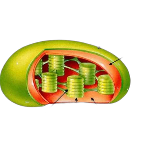 food, jewelry, 3d render, concept art transparent PNG cut-out