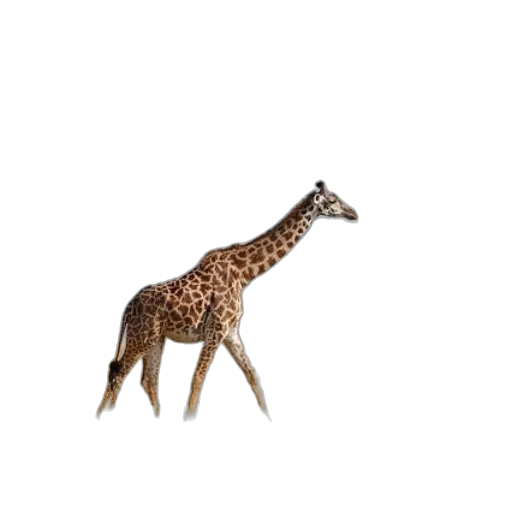 animal, creature, hat, dress transparent PNG cut-out