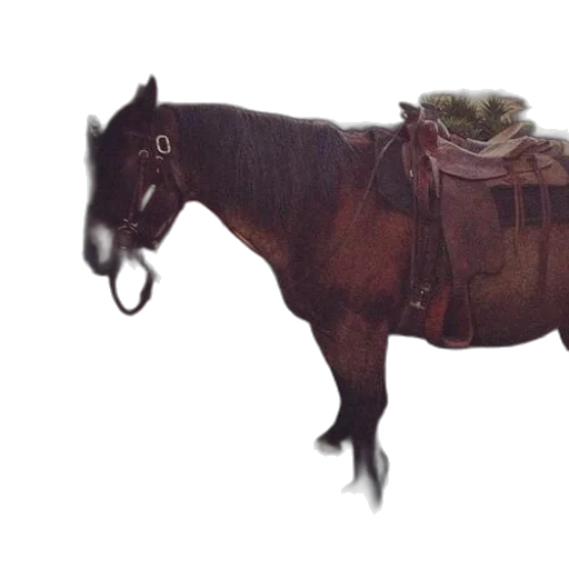 animal, hat, creature, weapon transparent PNG cut-out
