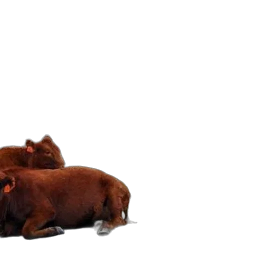 animal, food, furniture, creature transparent PNG cut-out