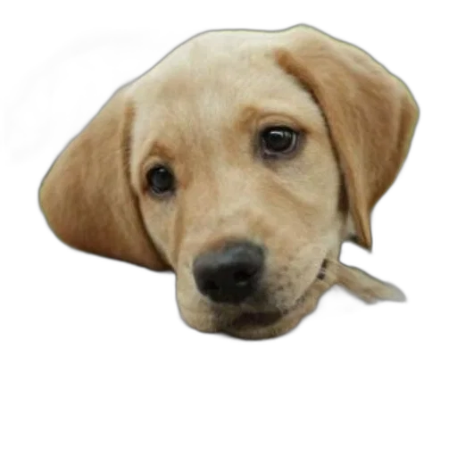 animal, staff, hat, face transparent PNG cut-out