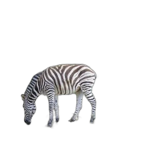 animal, creature, furniture, hat transparent PNG cut-out