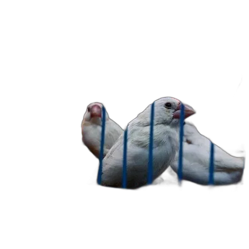animal, creature, dragon, shoes transparent PNG cut-out
