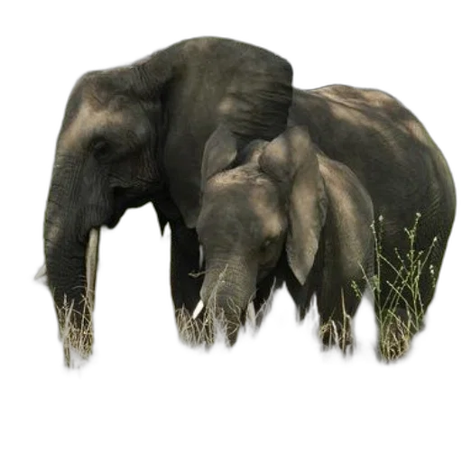 animal, creature, staff, concept art transparent PNG cut-out