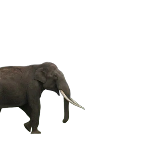 animal, creature, staff, weapon transparent PNG cut-out