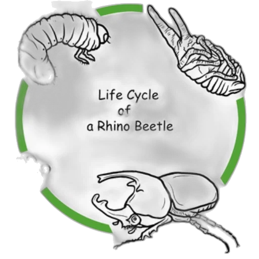 creature, animal, concept art, illustration transparent PNG cut-out