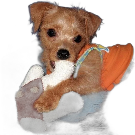 animal, staff, creature, photorealistic transparent PNG cut-out