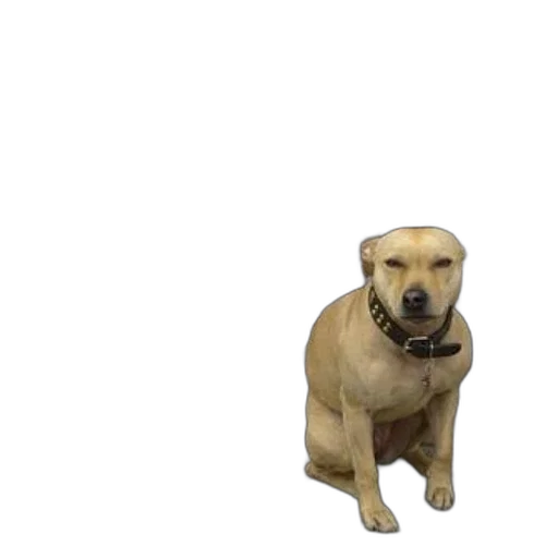animal, creature, staff, face transparent PNG cut-out