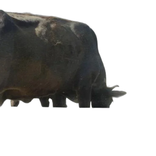 animal, hat, mask, creature transparent PNG cut-out