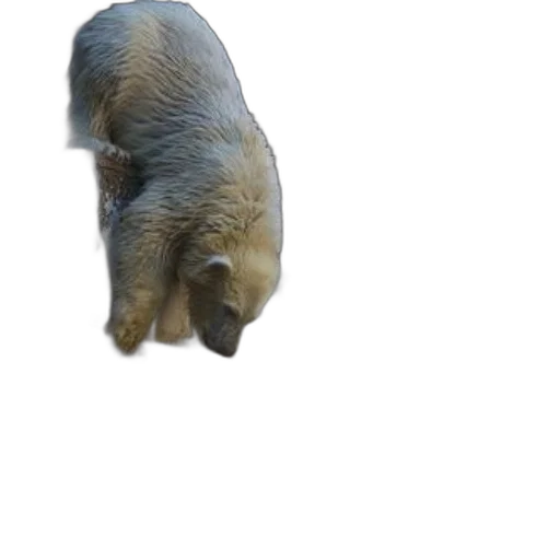 animal, creature, staff, face transparent PNG cut-out