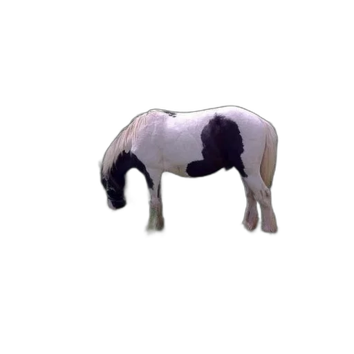 animal, creature, staff, robot transparent PNG cut-out
