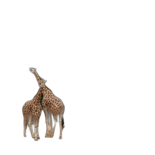 animal, creature, hat, umbrella transparent PNG cut-out