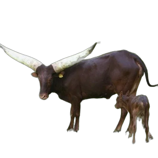 animal, jewelry, staff, crown transparent PNG cut-out