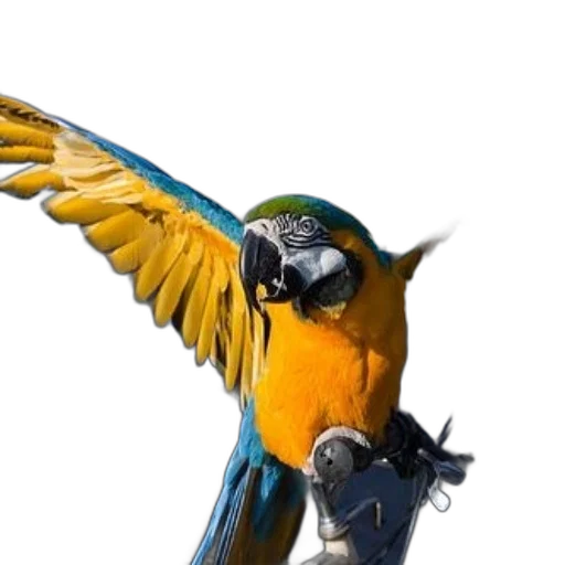 animal, staff, jewelry, weapon transparent PNG cut-out