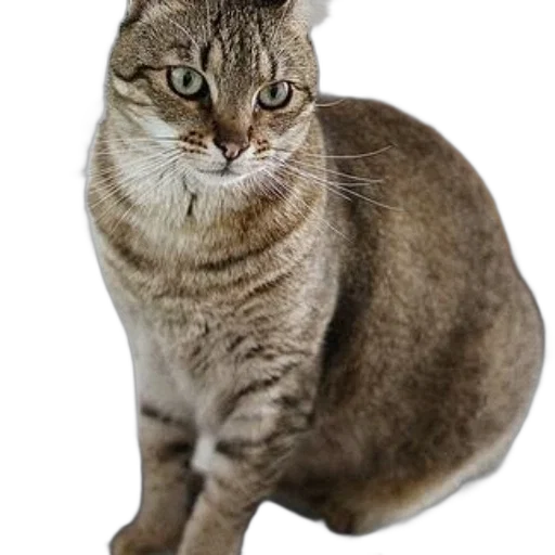 animal, staff, creature, hat transparent PNG cut-out