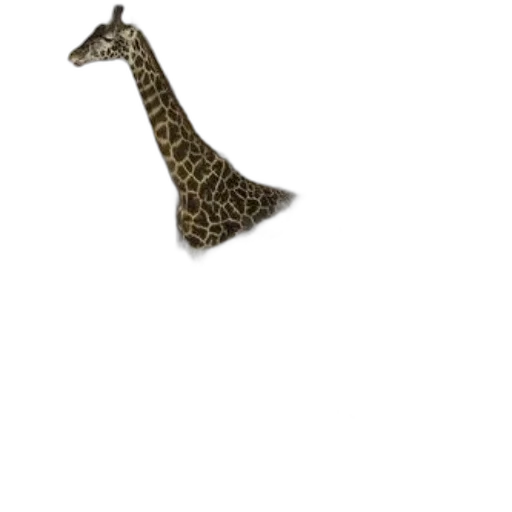 animal, staff, hat, weapon transparent PNG cut-out