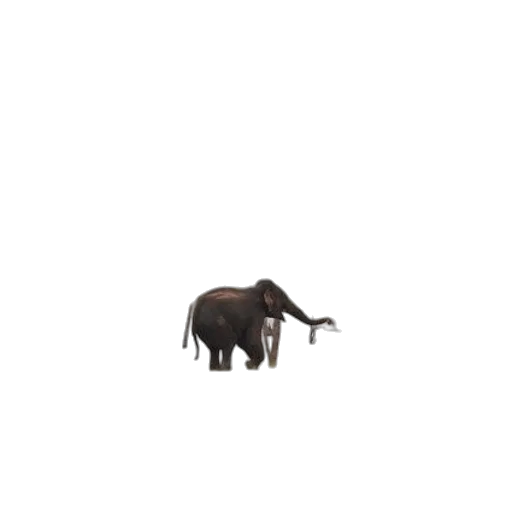 animal, creature, hair, umbrella transparent PNG cut-out