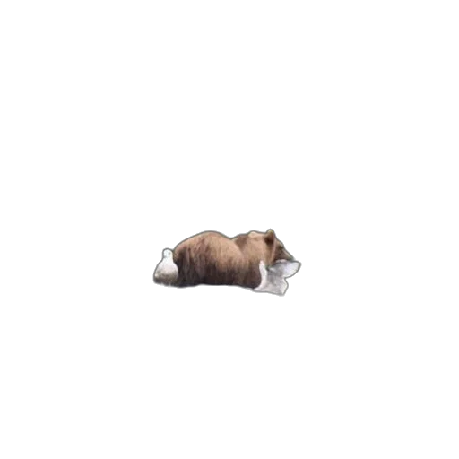 animal, creature, food, bottle transparent PNG cut-out
