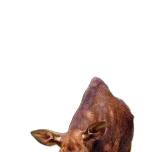 animal, mask, creature, hat transparent PNG cut-out