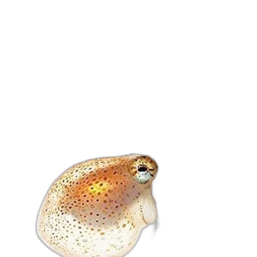 jewelry, hat, animal, creature transparent PNG cut-out