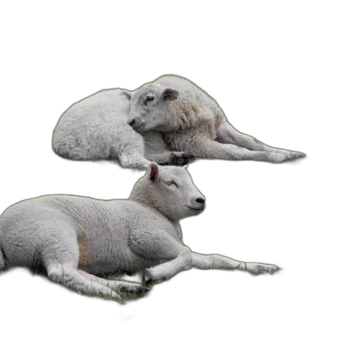 animal, creature, hat, staff transparent PNG cut-out