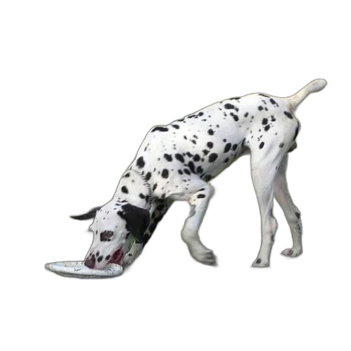 animal, creature, shoes, staff transparent PNG cut-out