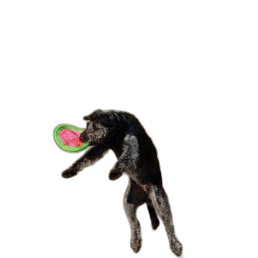 food, creature, animal, staff transparent PNG cut-out