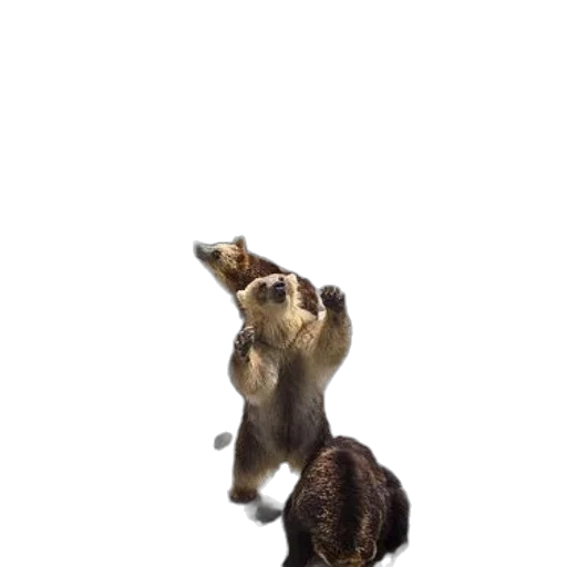 animal, creature, staff, robot transparent PNG cut-out