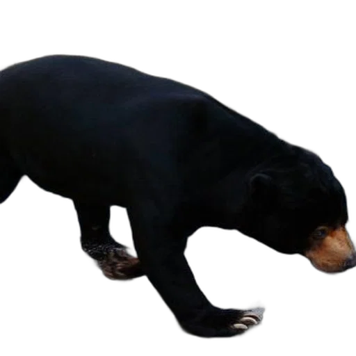 animal, creature, staff, food transparent PNG cut-out