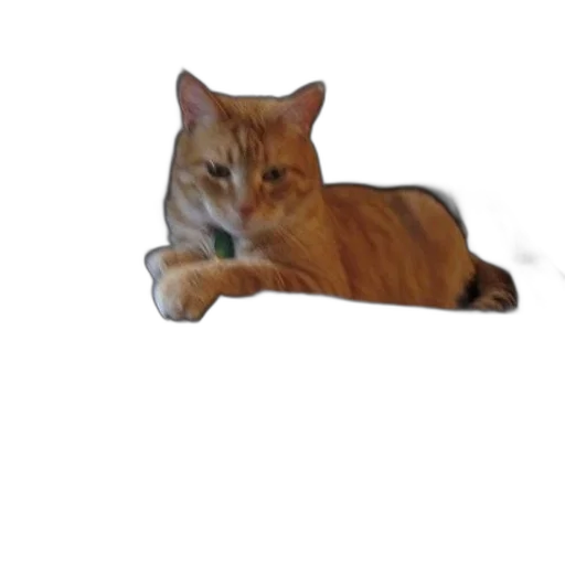 animal, staff, creature, food transparent PNG cut-out