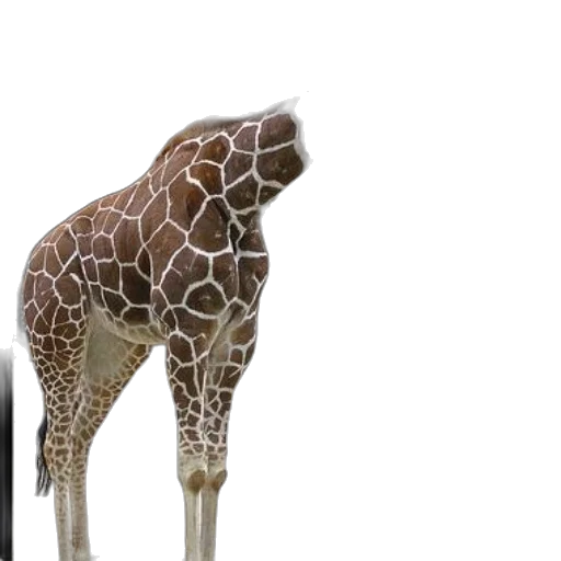 animal, creature, umbrella, staff transparent PNG cut-out
