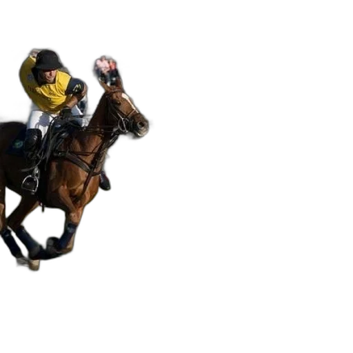 polo, player, horse, chases transparent PNG cut-out