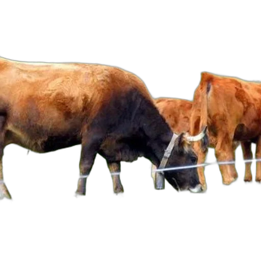 animal, weapon, staff, food transparent PNG cut-out