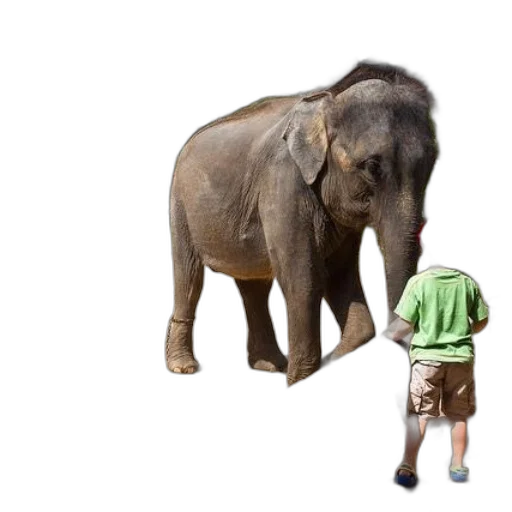 animal, creature, staff, umbrella transparent PNG cut-out