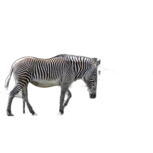 animal, creature, furniture, robot transparent PNG cut-out