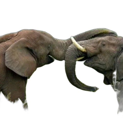 animal, photorealistic, concept art, 3d render transparent PNG cut-out