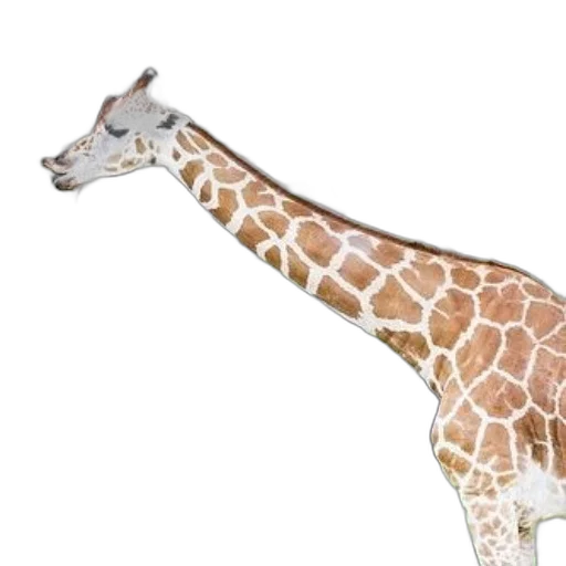 animal, creature, staff, weapon transparent PNG cut-out